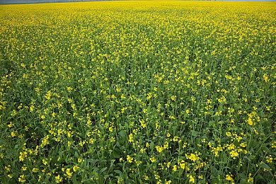 斯拉夫神话题材卡牌冒险RPG《黑书》将于8月10日上线全平台